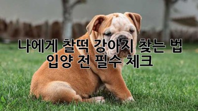 🐶 나에게 찰떡 강아지 찾는 법! 입양 전 필수 체크 ✅